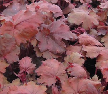 Heuchera x Fire Chief - Coral Bells - Alum Root