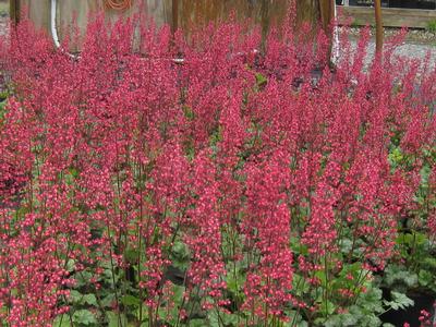 Heuchera x 'Paris'