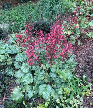 Heuchera x Paris - Coral Bells - Alum Root