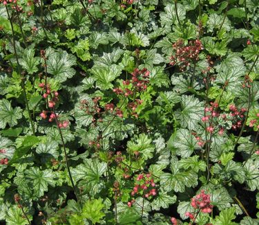 Heuchera x Paris - Coral Bells