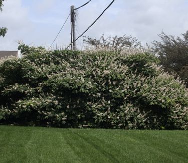 Aesculus parviflora - Bottlebrush Buckeye