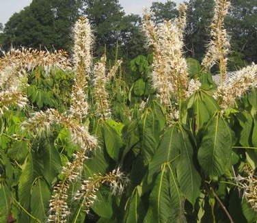 Aesculus parviflora 