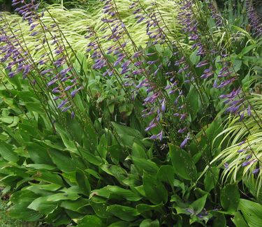 Hosta clausa