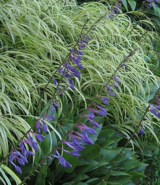 Hosta clausa