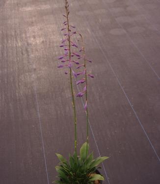 Hosta clausa 