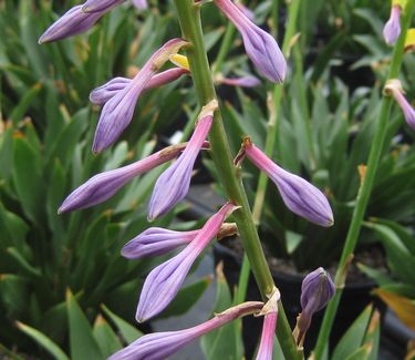 Hosta clausa 