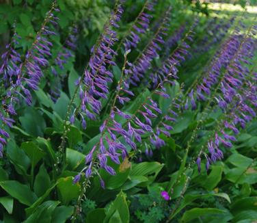 Hosta clausa