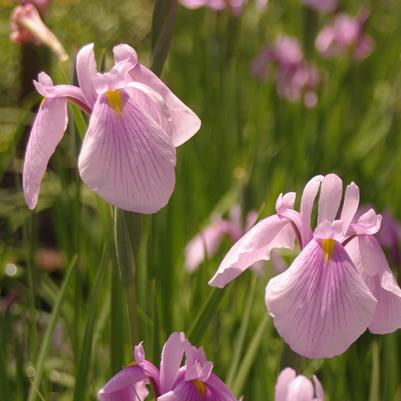 Iris ensata Rose Queen