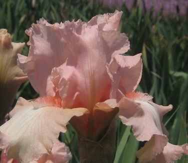 Iris germanica Beverly Sills