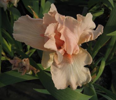 Iris germanica 'Beverly Sills'