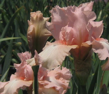 Iris germanica Beverly Sills