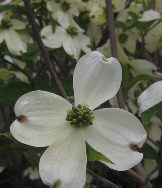 Cornus florida Appalachian Spring