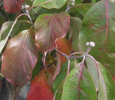 Cornus florida Appalachian Spring (fall color)