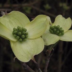 Flowering Dogwood