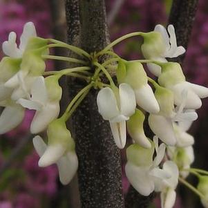 White Eastern Redbud