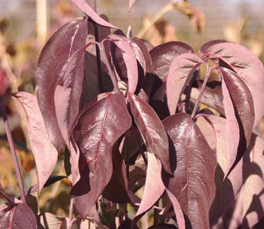 Cornus florida Appalachian Spring