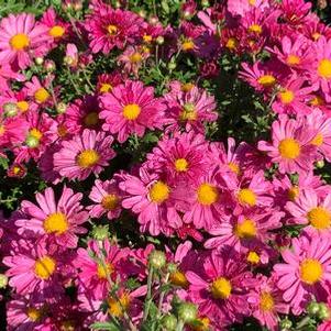 Chrysanthemum Mammoth™ 'Lavender Daisy'