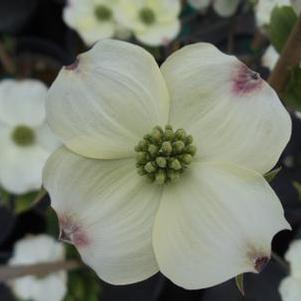 Cornus florida Cloud 9