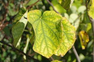 Cercis canadensis Royal White