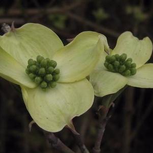 Cornus florida Jean's Appalachian Snow