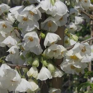 Halesia carolina U.Conn. Wedding Bells