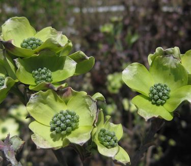 Cornus florida Appalachian Spring - (just starting to bloom)