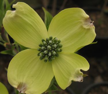 Cornus florida 'Appalachian Spring'