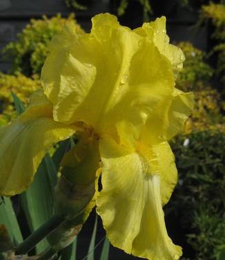 Iris germanica Harvest of Memories