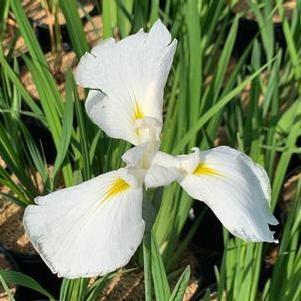 Iris ensata Moonlight Waves