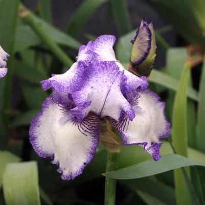 Iris germanica Hemstitched