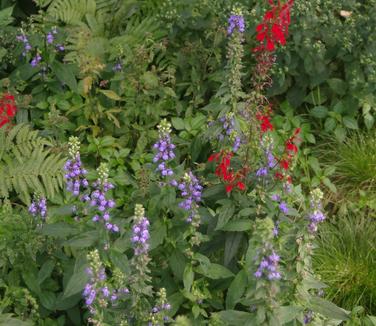 Lobelia siphilitica w/ cardinalis (NYBG)