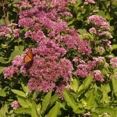 Eupatorium maculatum Phantom