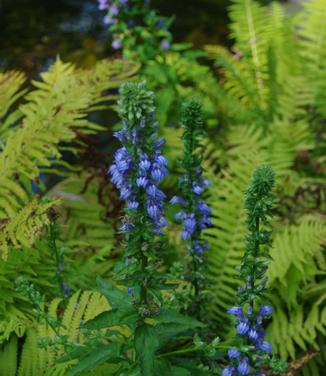 Lobelia siphilitica @ The Rutgers Gardens