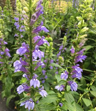 Lobelia siphilitica