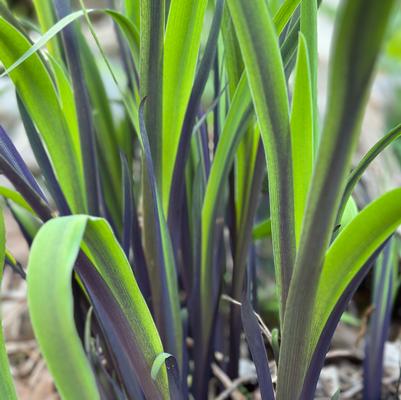 Iris versicolor Purple Flame