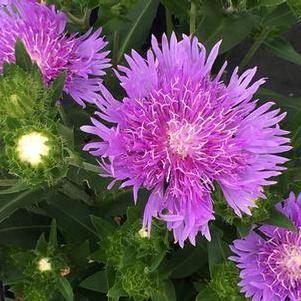 Stokesia laevis Peachie's Pick