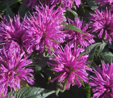 Monarda didyma Grand Parade™ 