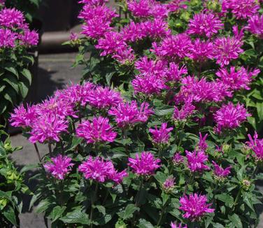 Monarda didyma Grand Parade