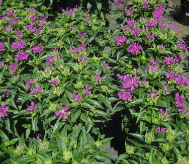 Monarda didyma Grand Parade