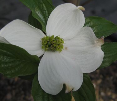 Cornus florida Jean's Appalachian Snow - Flowering Dogwood