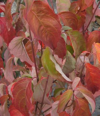 Cornus florida Jean's Appalachian Snow