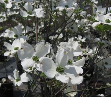 Cornus florida Jean's Appalachian Snow 