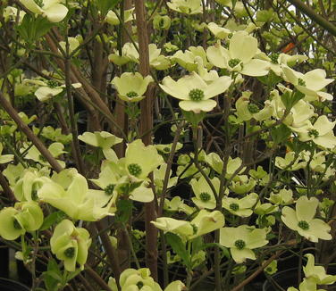 Cornus florida Jean's Appalachian Snow