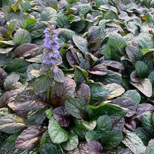 Ajuga reptans Feathered Friends™ 'Fierce Falcon'