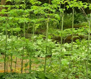 Asarum canadense - as Groundcover (Photo: Bruce Crawford)