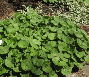 Asarum canadense - Canadian Ginger