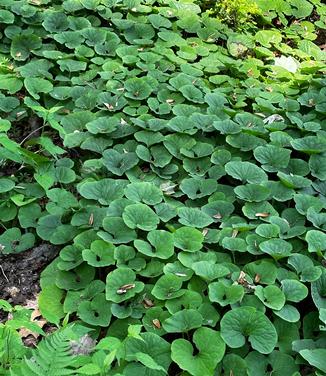 Asarum canadense - Canadian Ginger 