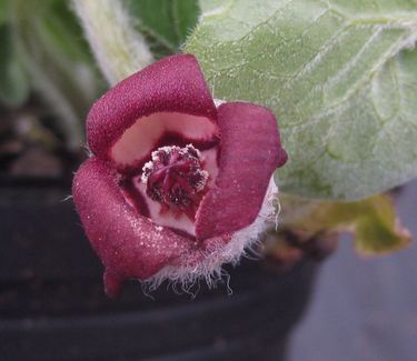 Asarum canadense 