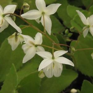 Epimedium x youngianum Niveum