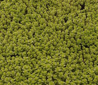 Sedum kamtschaticum - Russian Stonecrop from Pleasant Run Nursery